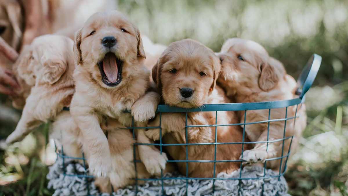 Puppy Day
